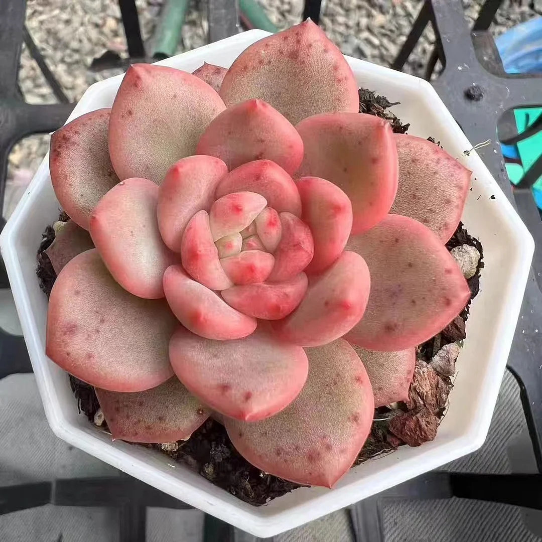 plant Aeonium Echeveria Haworthia  Caudex  Lithops Cactus  Agave 