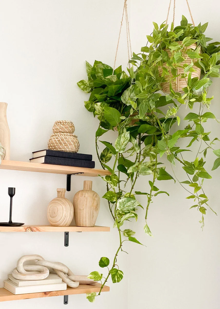 Natural Touch Pothos Artificial Plant - 48"