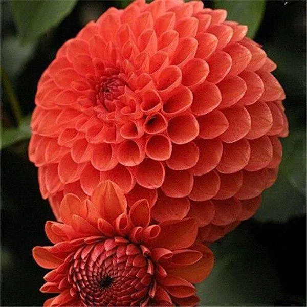100Pcs Dahlia Bulb Flower Seeds Bonsai Flower Bulbs