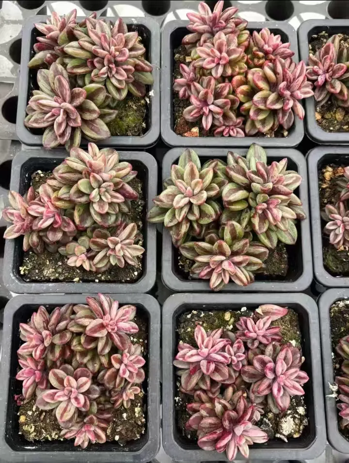 plant Aeonium Echeveria Haworthia  Caudex  Lithops Cactus  Agave 