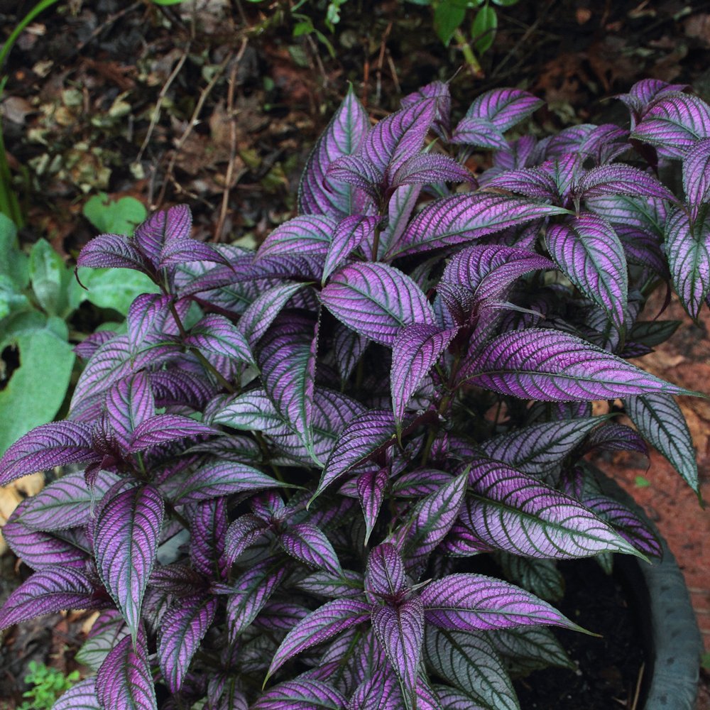 Coleus Seeds Special Purple Jonyparkseed®