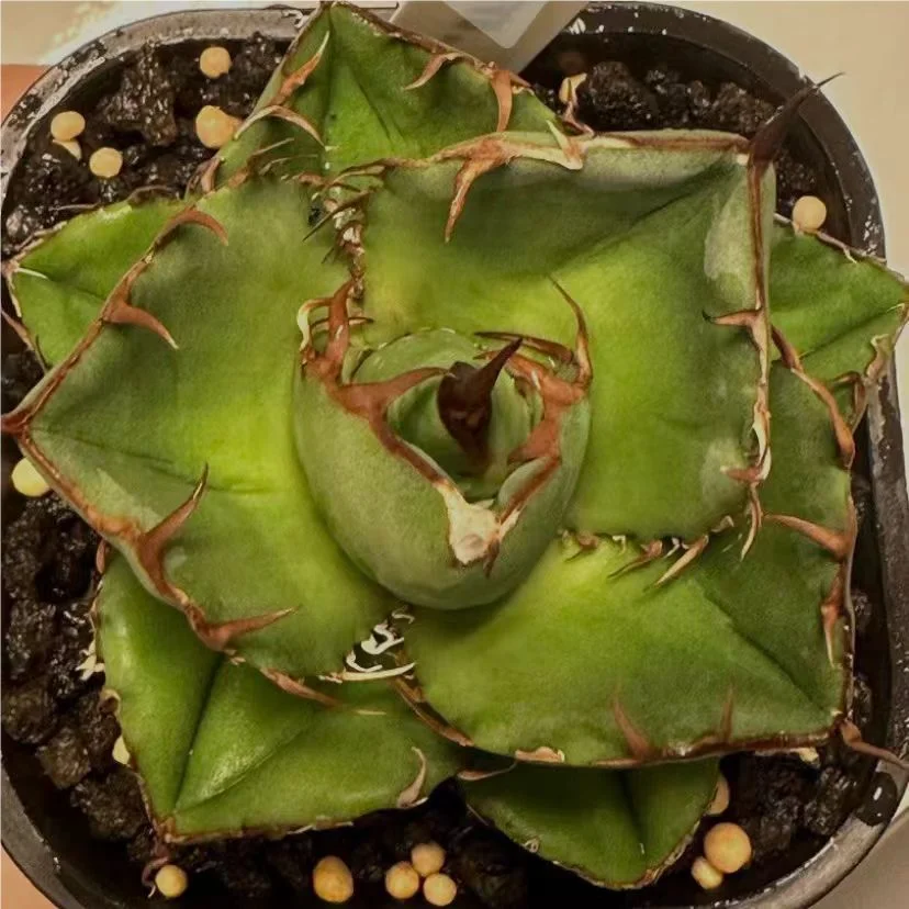 998.Agave  Titanota  Juggernaut 5-6cm/Agave plants/ Succulent plants / Garden landscape / Carefully select healthy plants