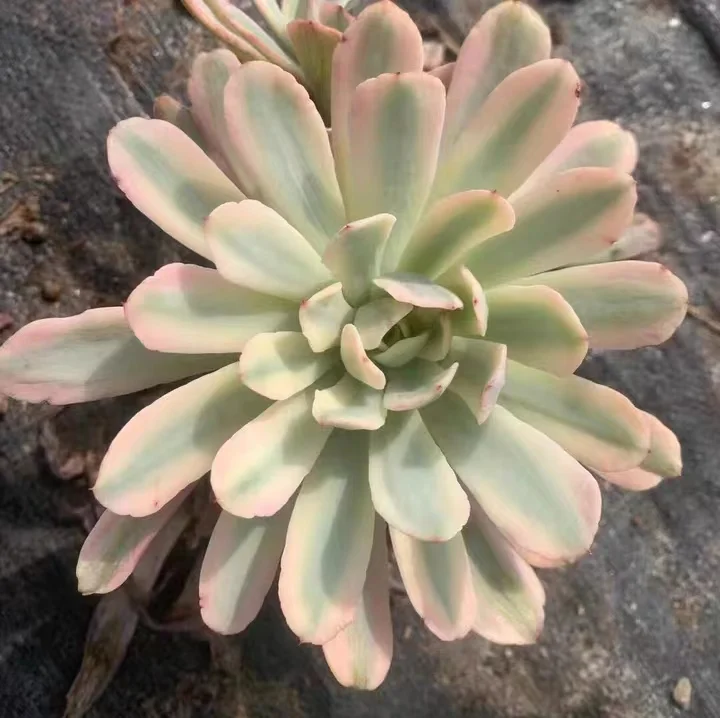 299.  Echeveria Hoveyi var zahni   single head and cluster/ Echeveria / Succulent plants / Garden landscape / Carefully select healthy plants
