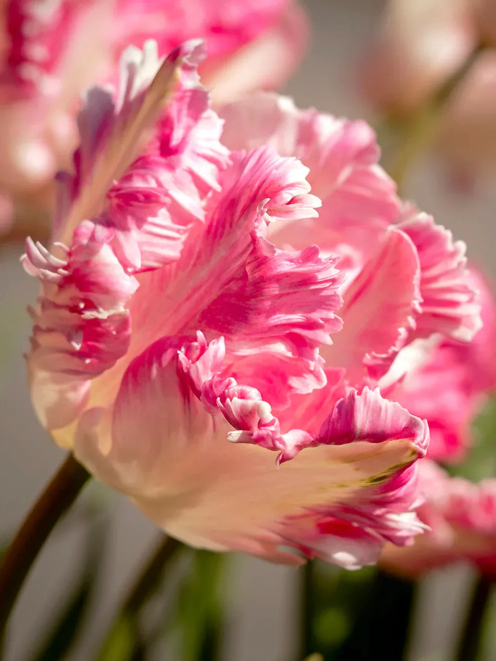 Cabanna Parrot Tulip Seeds