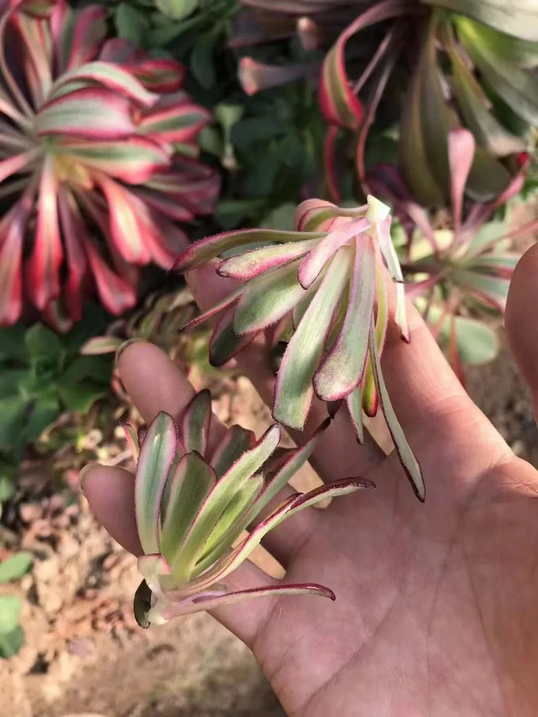 plant Aeonium Echeveria Haworthia  Caudex  Lithops Cactus  Agave 