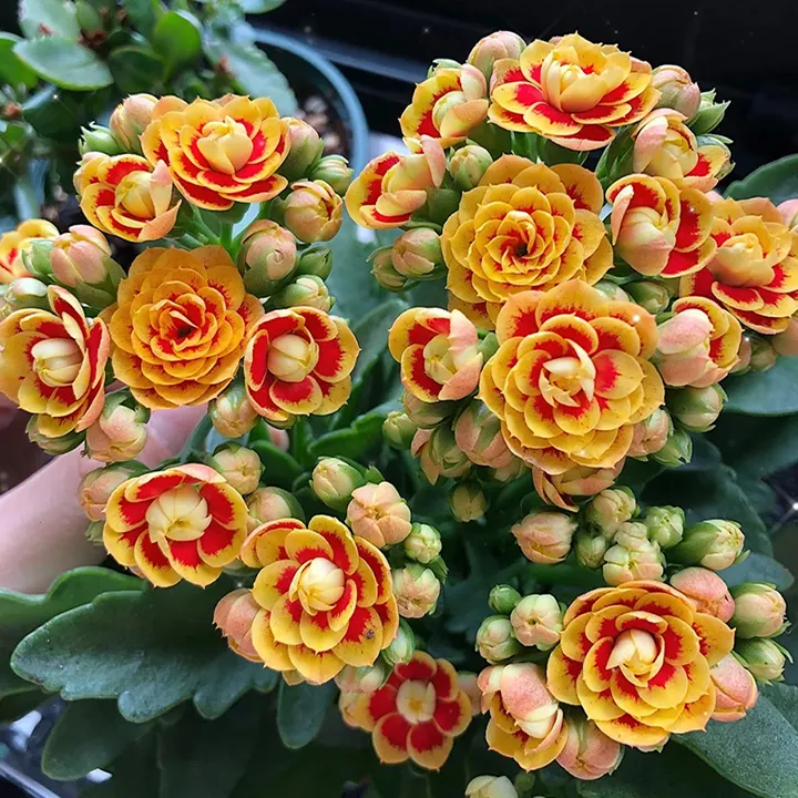 Rare Double Kalanchoe - Four Seasons Flowering