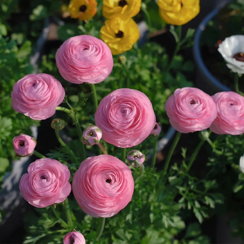 🌺 Ranunculus - Sacred Love