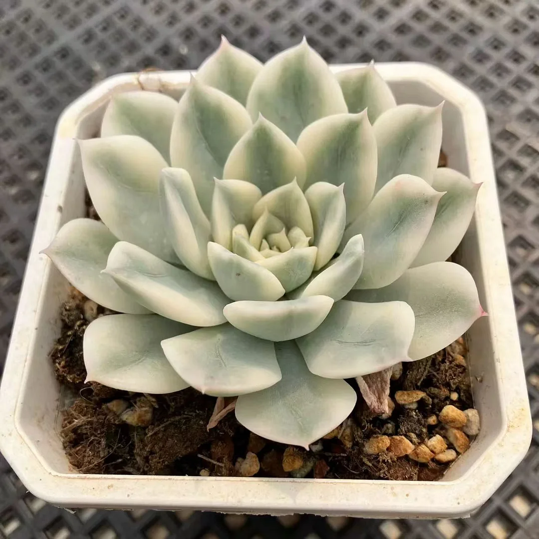 plant Aeonium Echeveria Haworthia  Caudex  Lithops Cactus  Agave 