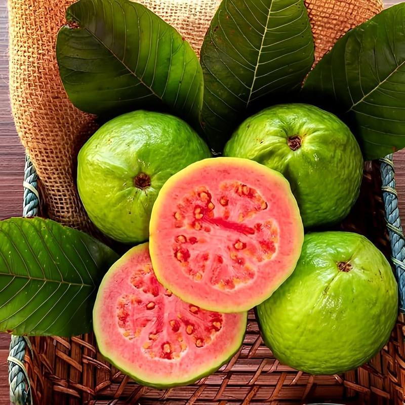 Pink Guava Seeds for Planting- Suitable for Pots,Greenhouses, and Outdoor Gardens