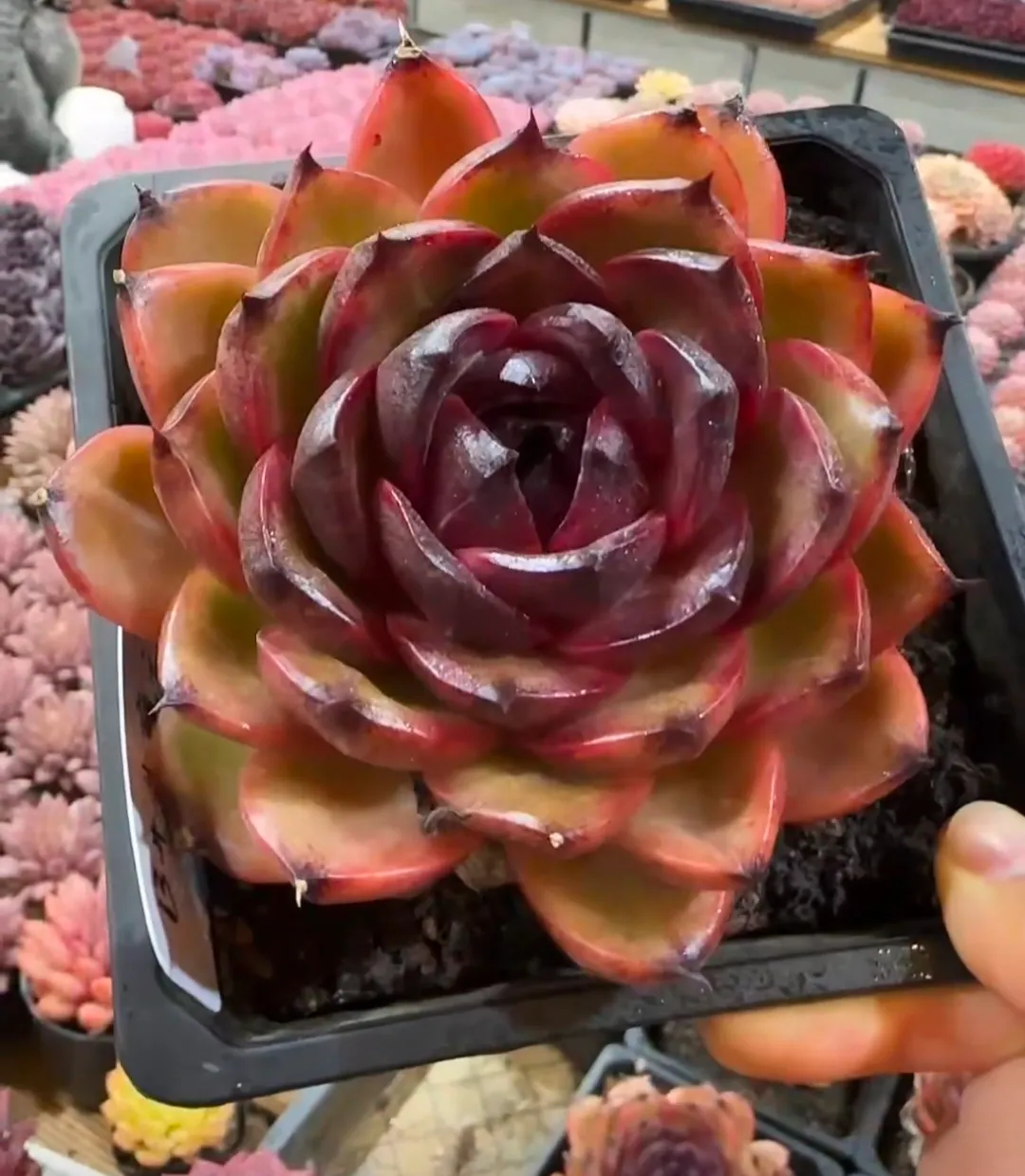 plant Aeonium Echeveria Haworthia  Caudex  Lithops Cactus  Agave 