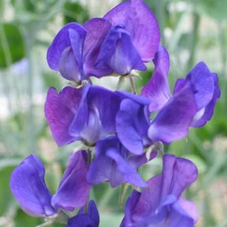Lord Nelson Sweet Pea Seeds