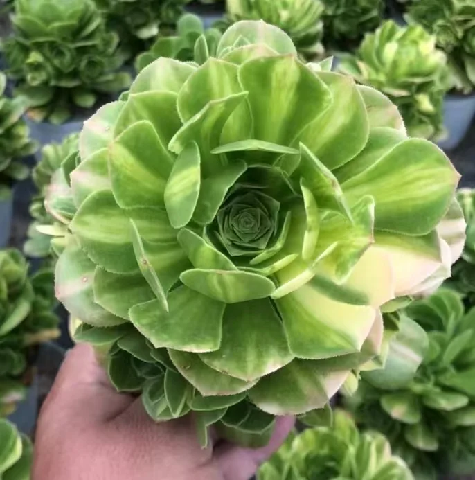 plant Aeonium Echeveria Haworthia  Caudex  Lithops Cactus  Agave 