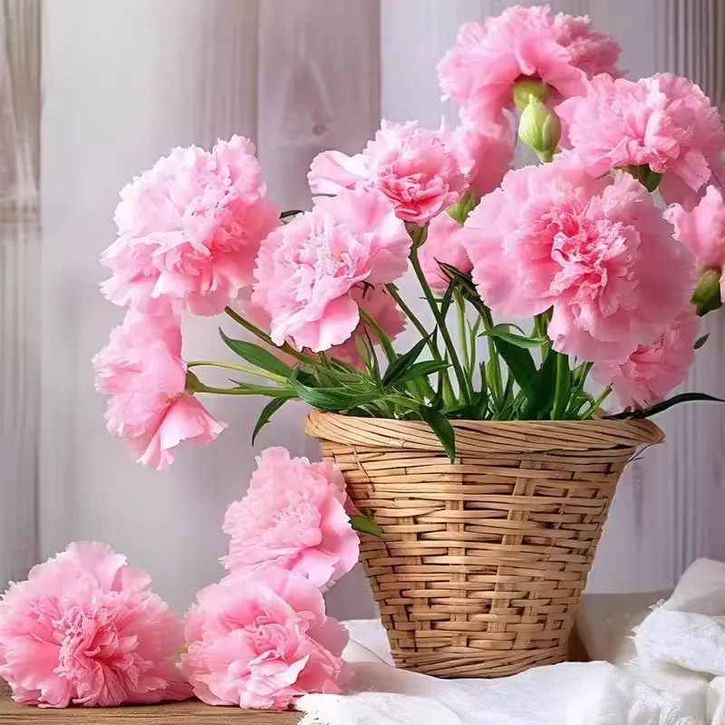 Double-Flowered Mixed Carnation Seeds