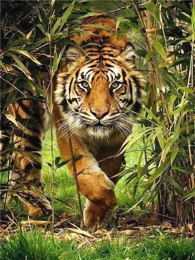 

Tiger in The Bush – Paint By Numbers - 40*50CM, 501 Original