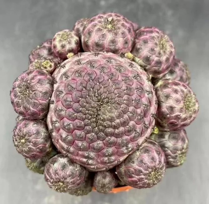 plant Aeonium Echeveria Haworthia  Caudex  Lithops Cactus  Agave 