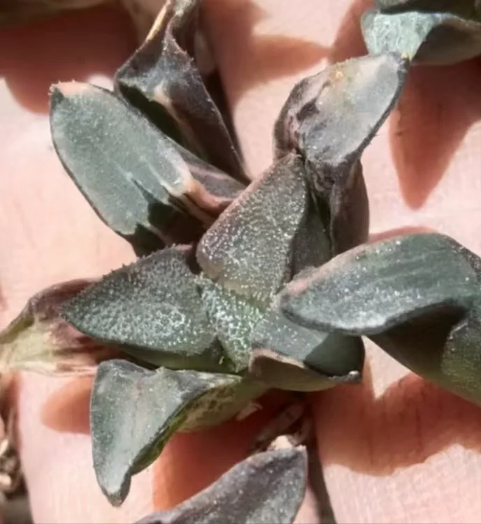 plant Aeonium Echeveria Haworthia  Caudex  Lithops Cactus  Agave 