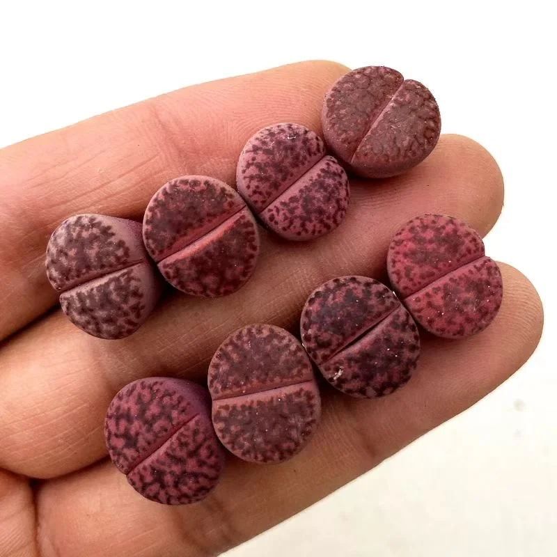 plant Aeonium Echeveria Haworthia  Caudex  Lithops Cactus  Agave 