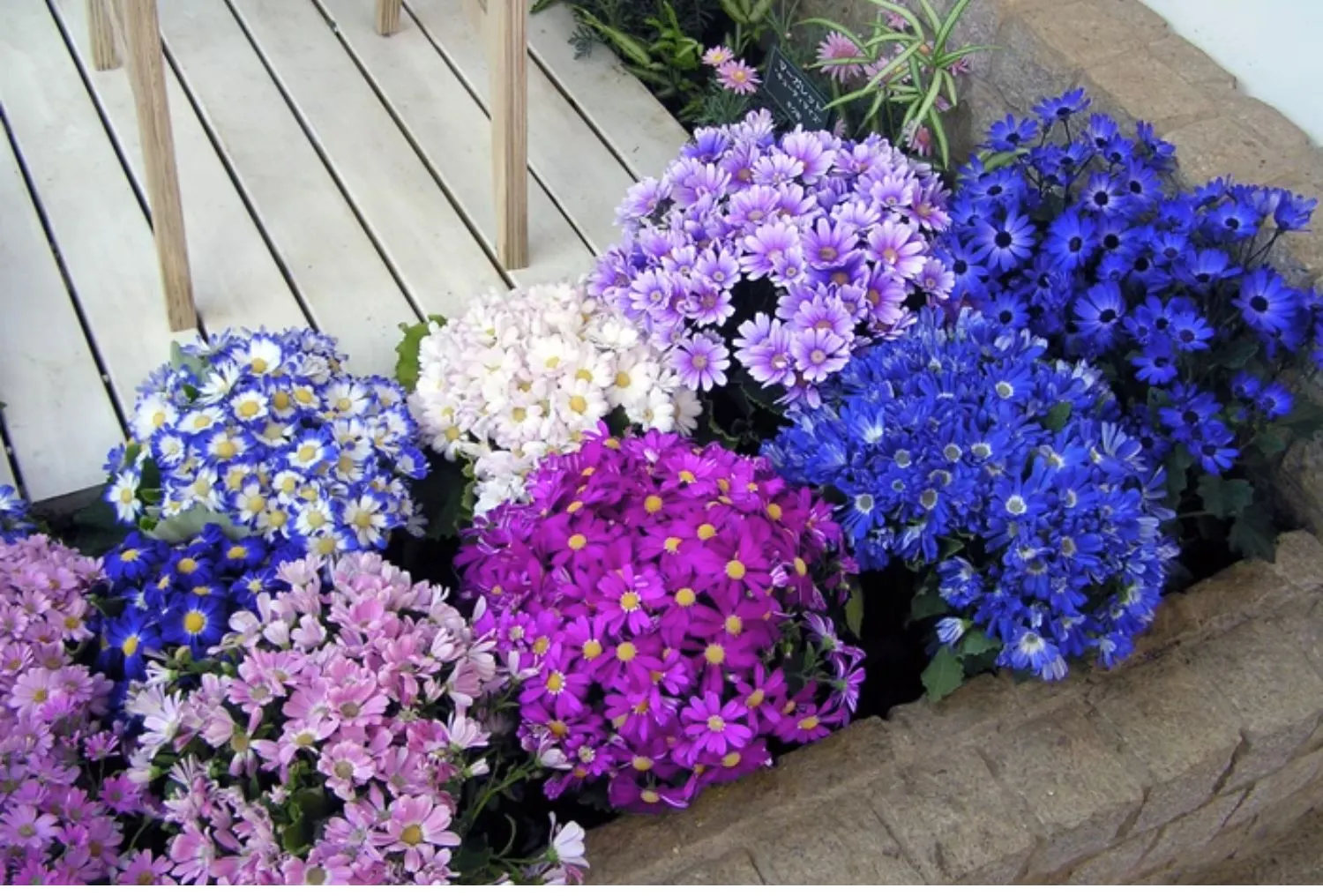 Cineraria Mix Flower Seeds-Over 10 Colors