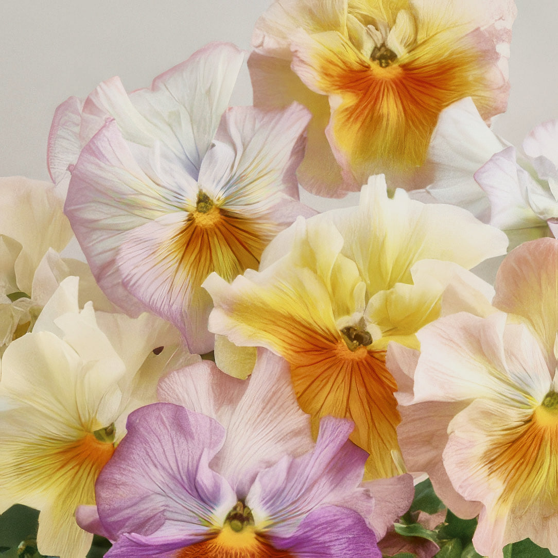 Viola Pansy Flamenco Azure Limonette Flower | X 30 Seeds