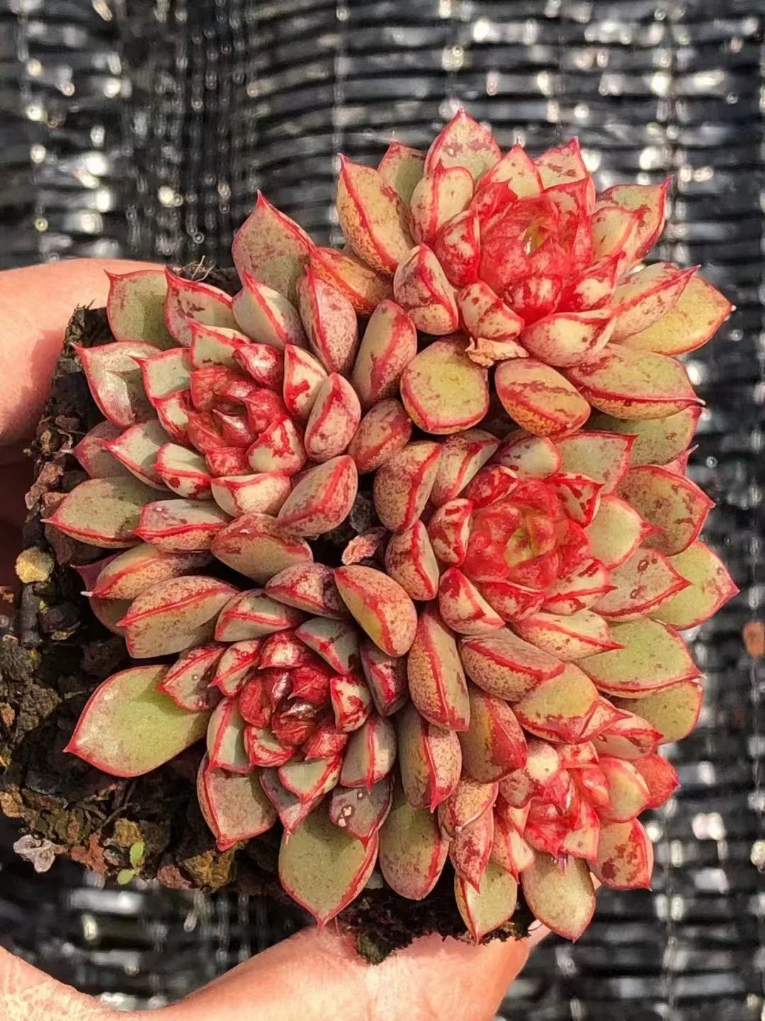 389. Fireworks cluster 5-6cm/ Echeveria / Succulent plants / Garden landscape / Carefully select healthy plants