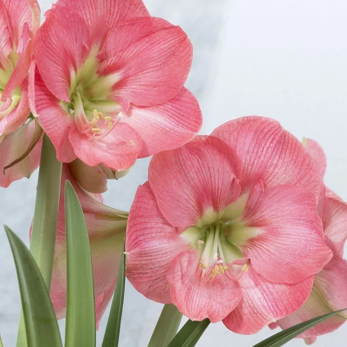 Amaryllis 'Susan' (Hippeastrum)