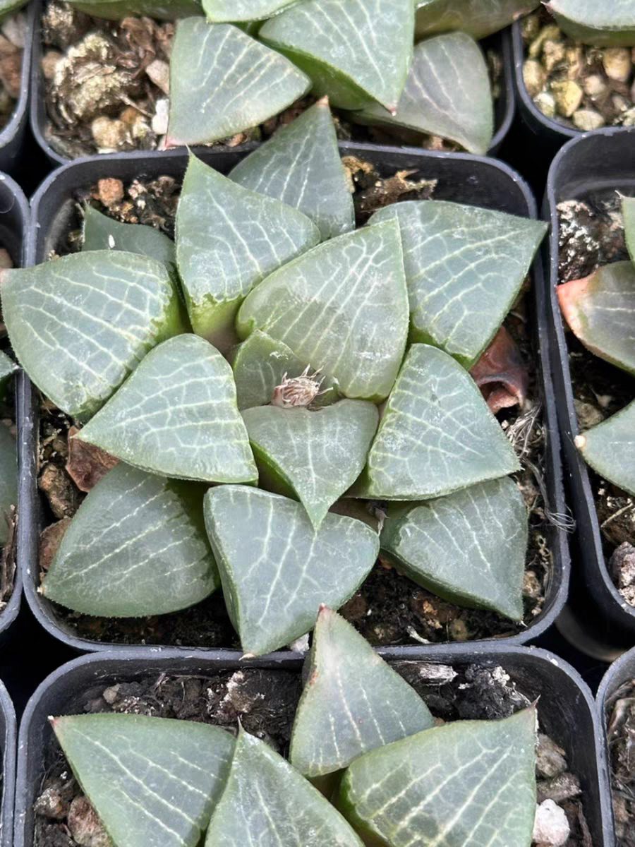 plant Aeonium Echeveria Haworthia  Caudex  Lithops Cactus  Agave 