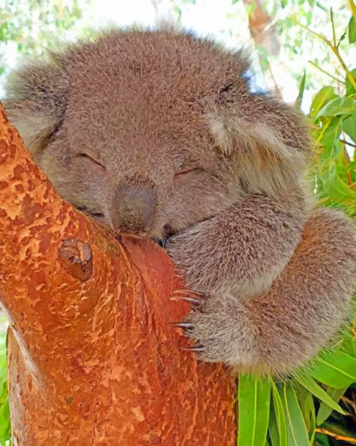 

Sleepy Koala – Paint By Numbers - 40*50CM, 501 Original