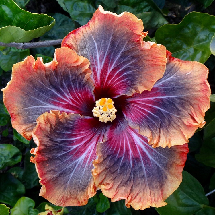 Select giant hibiscus seeds