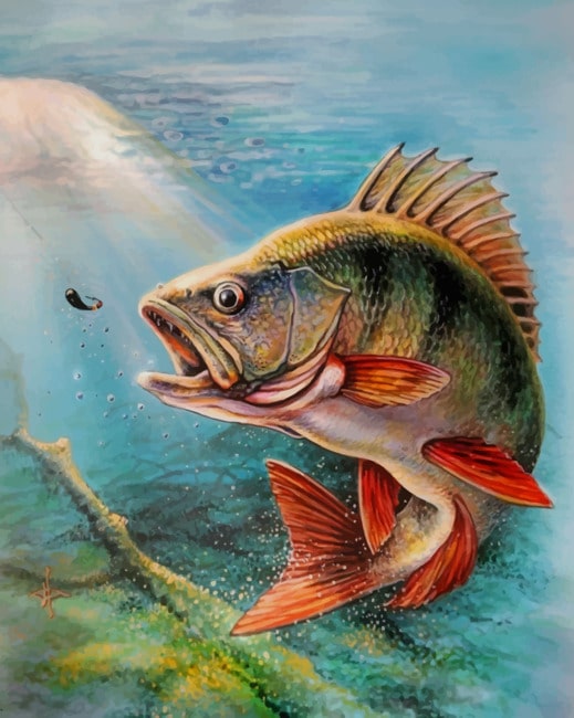 

Largemouth Bass Fish – Paint By Numbers - 40*50CM, 501 Original