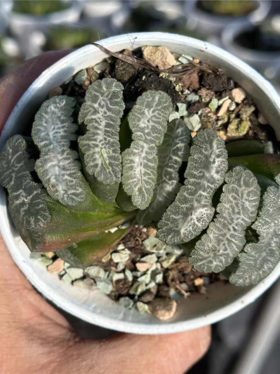 plant Aeonium Echeveria Haworthia  Caudex  Lithops Cactus  Agave 