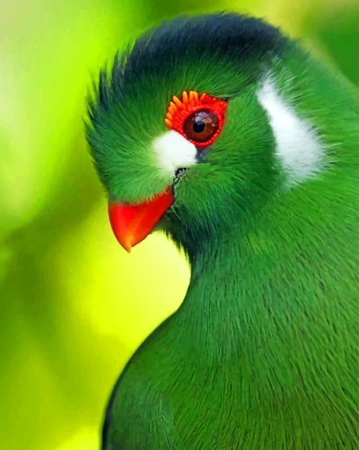 

Green Bird – Paint By Numbers - 40*50CM, 501 Original