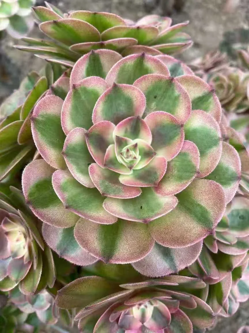 plant Aeonium Echeveria Haworthia  Caudex  Lithops Cactus  Agave 