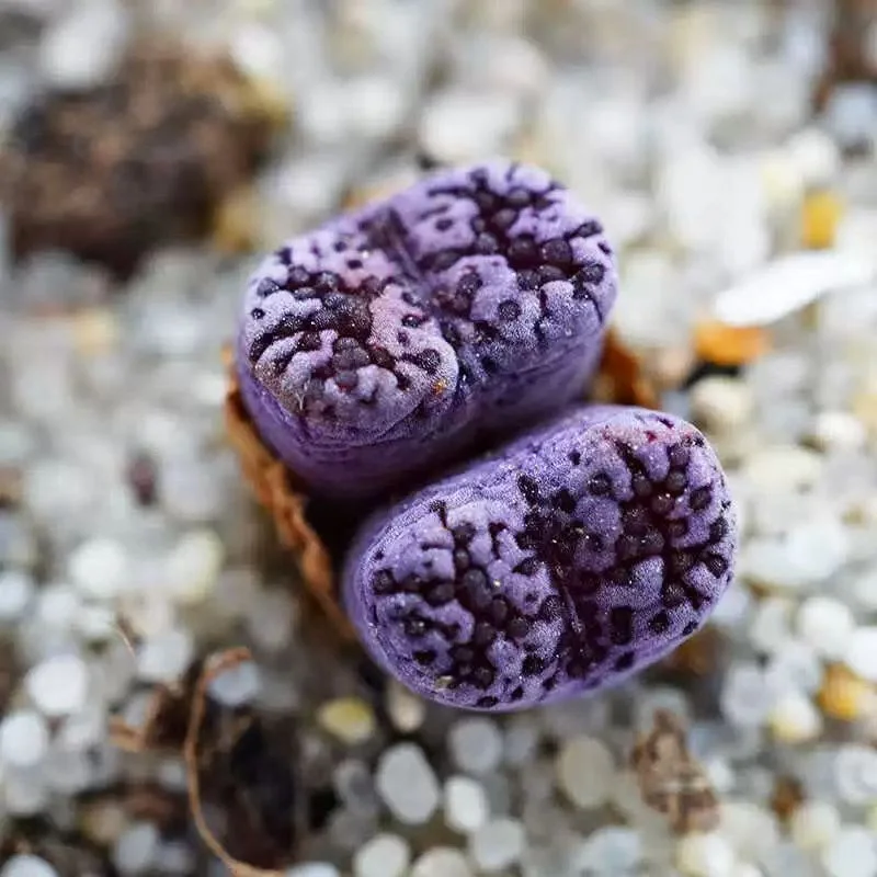 876.  Conophytum pellucidem v neohallii Makin ‘s plum single head  0.6-0.8cm/ Lithops and Conophytum  /  Succulent plants / Garden landscape / Carefully select healthy plants