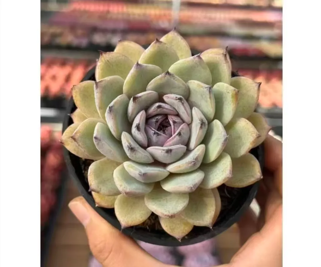 plant Aeonium Echeveria Haworthia  Caudex  Lithops Cactus  Agave 