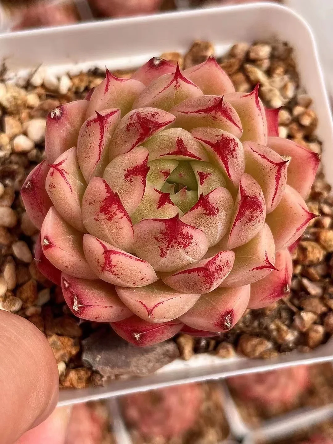 Jungle Fatigue ファティーグ OVY KAJA echeveria Succulent Jungle - NYC Flower Delivery
