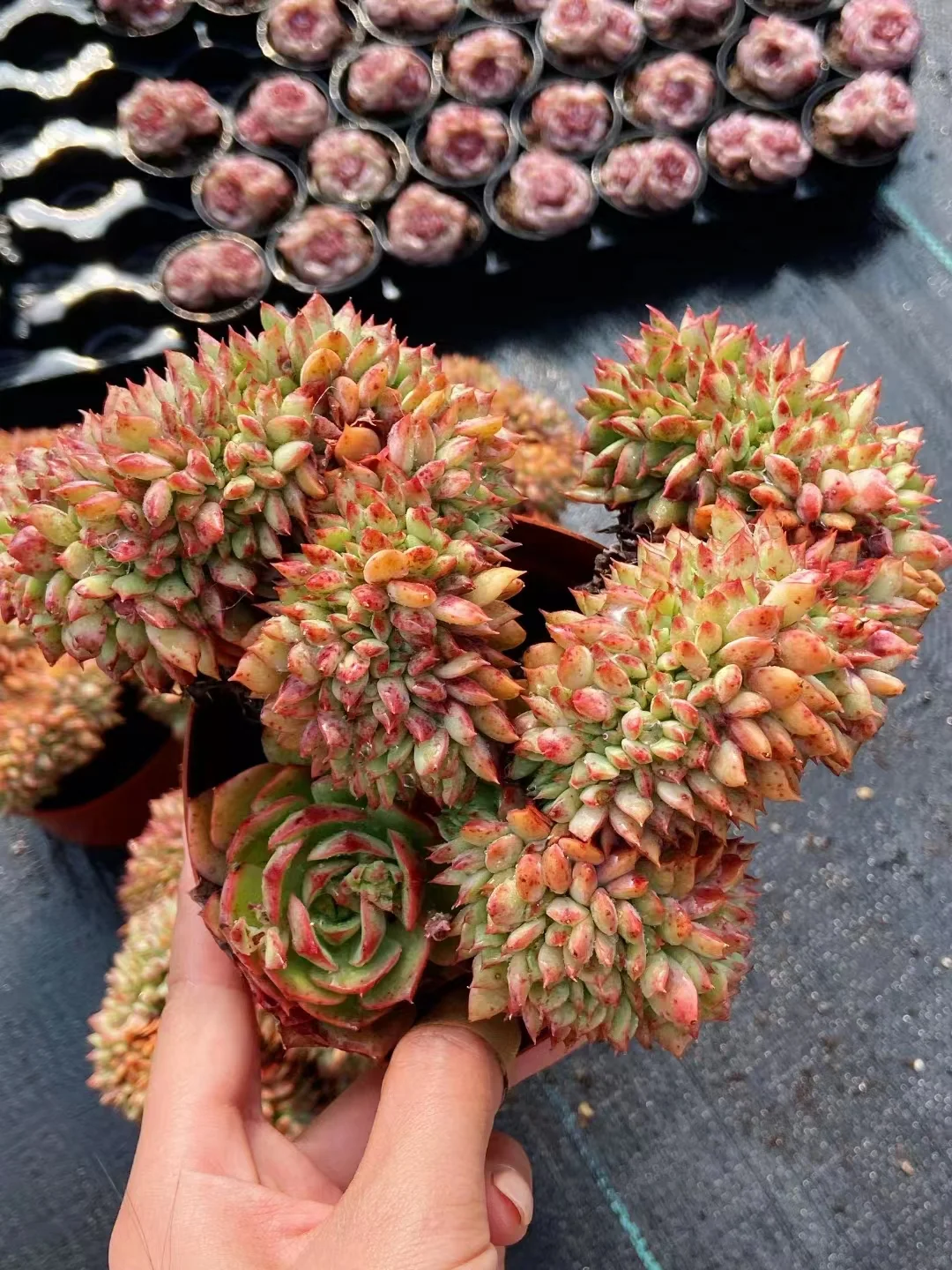 240.  Latte crested 10-12cm/ Echeveria / Succulent plants / Garden landscape / Carefully select healthy plants
