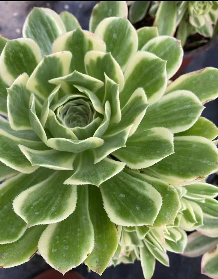 26.  Yanning single head and cutting / Aeonium single head / Succulent plants / Garden landscape / Carefully select healthy plants
