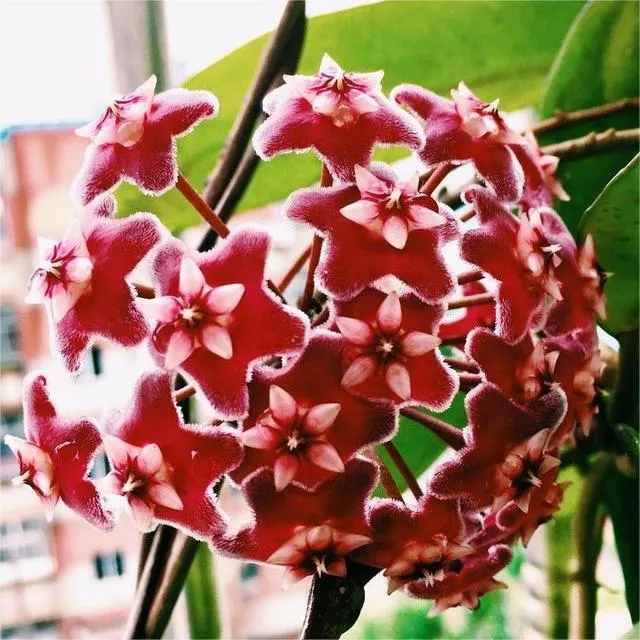 Hoya Seeds - Stars falling from the sky✨