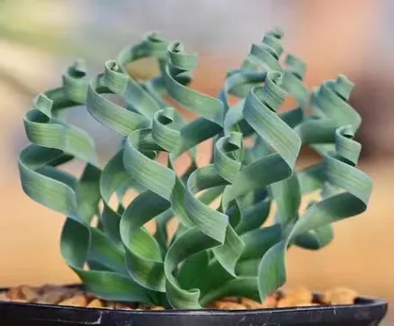 plant Aeonium Echeveria Haworthia  Caudex  Lithops Cactus  Agave 