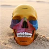 Medical Color Skull Model - 17 Removable Parts Anatomiemiemodelle Of The Human Skull Model Of The Anatomical Anatomy Of The Skull - For The Study Notification, Teaching Medical