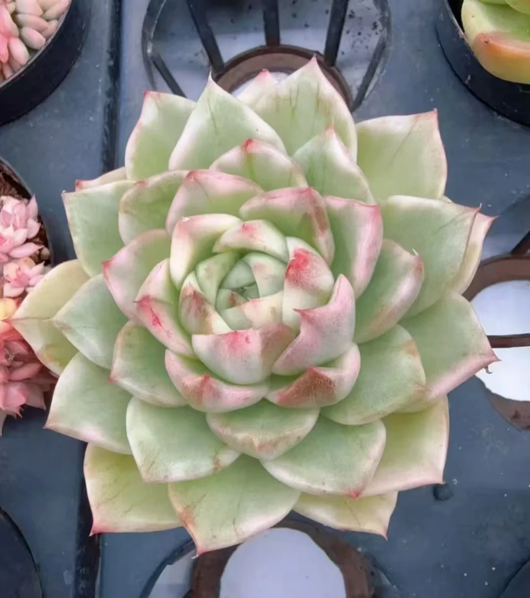 plant Aeonium Echeveria Haworthia  Caudex  Lithops Cactus  Agave 