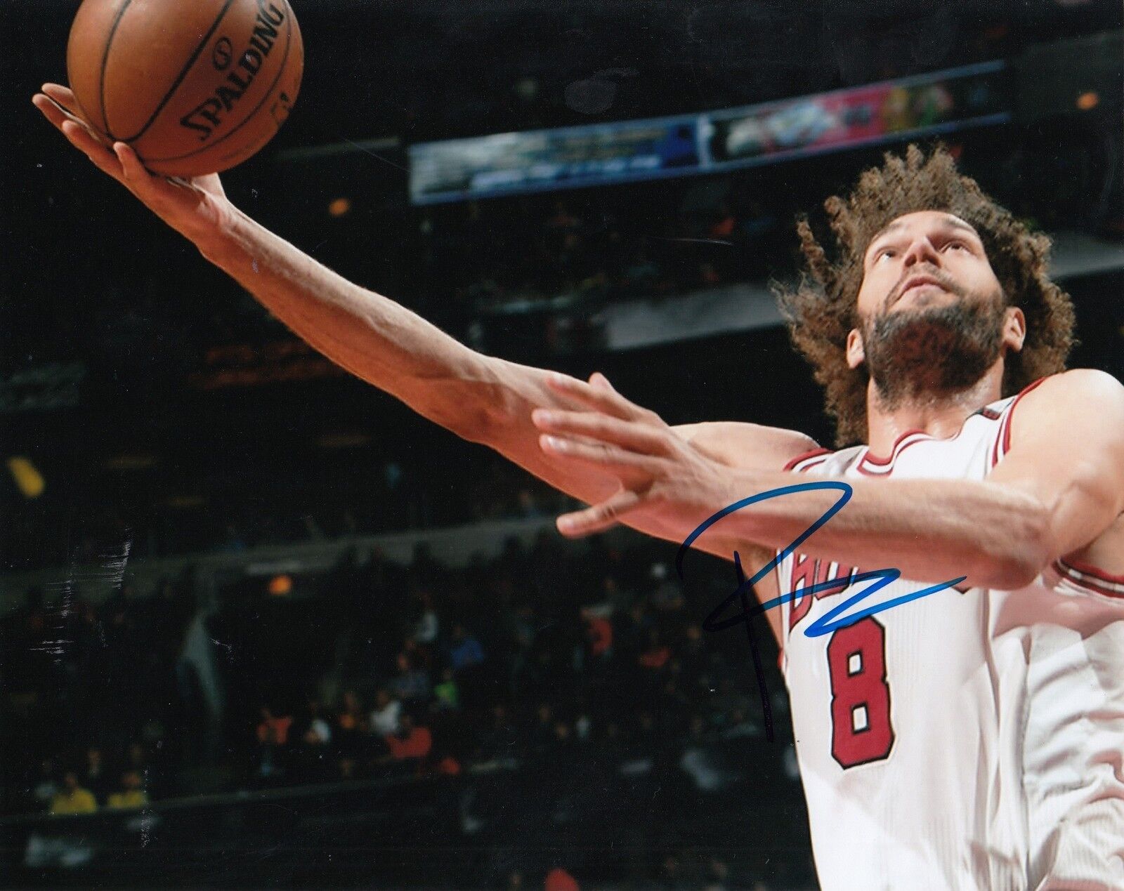 ROBIN LOPEZ signed (CHICAGO BULLS) autographed BASKETBALL 8X10 Photo Poster painting W/COA #8