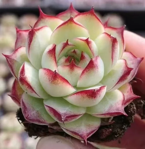 plant Aeonium Echeveria Haworthia  Caudex  Lithops Cactus  Agave 