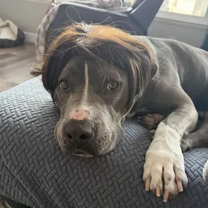 Customer pet wig dress-up style 8