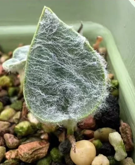 plant Aeonium Echeveria Haworthia  Caudex  Lithops Cactus  Agave 