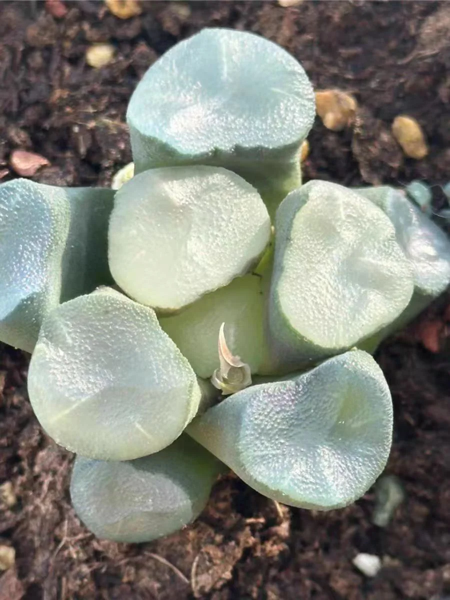 bjbm30.Haworthia Maughanii Kuo Mon 4-5/ Haworthia/ Succulent plants / Garden landscape / Carefully select healthy plants