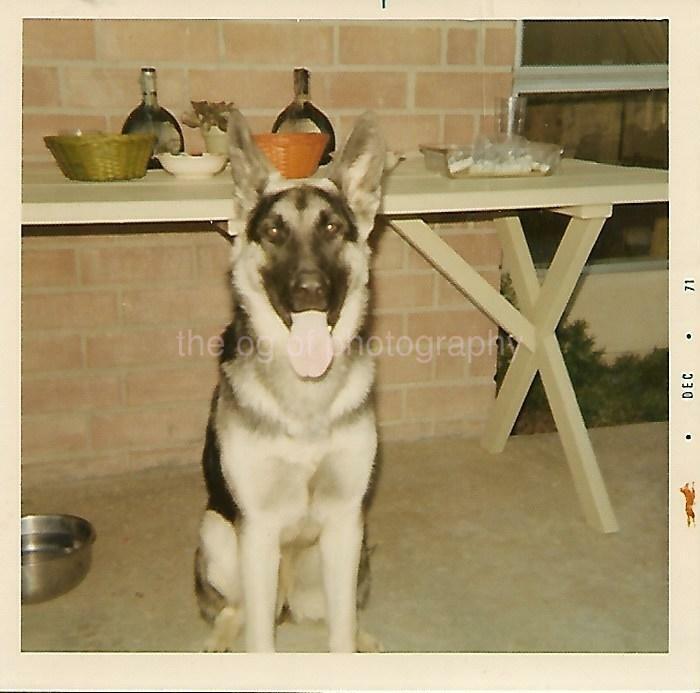 Dog Portrait FOUND Photo Poster painting ColorOriginal Snapshot VINTAGE 04 13 P