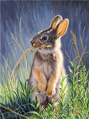 Animal Rabbit Paint By Numbers Kits UK For Adult Y5647