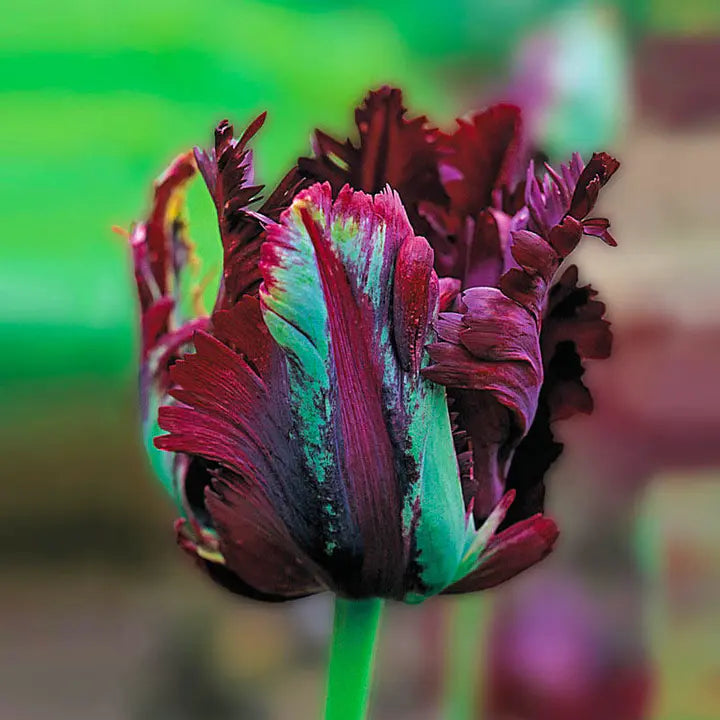 Black Parrot Tulip Seeds