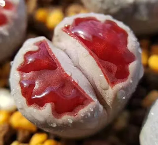 plant Aeonium Echeveria Haworthia  Caudex  Lithops Cactus  Agave 